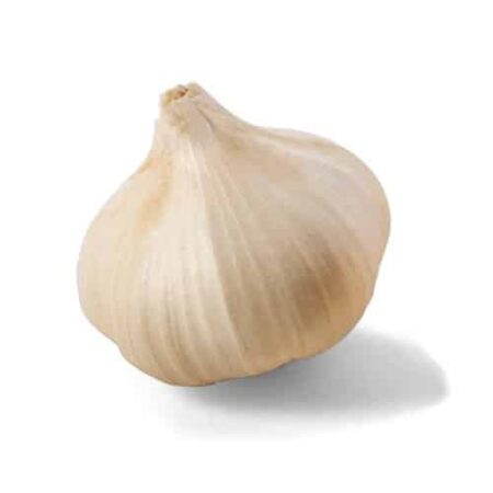 White large kurdish garlic