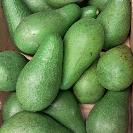 Avocado