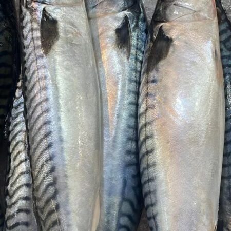 5 Mackerel Fish